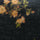 The Ochre Roses